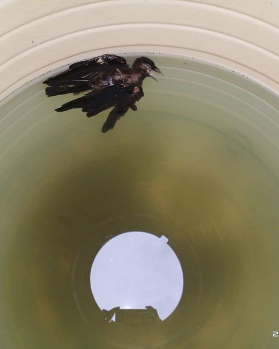 A dead crow floating inside a rooftop water tank in Kolkata