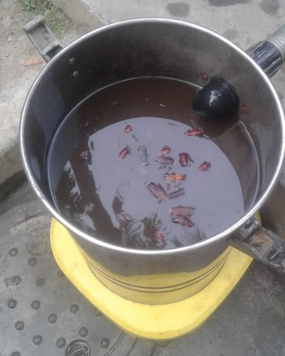 Dead cockroaches floating in rust-coloured water pumped out of a home tank in Kolkata