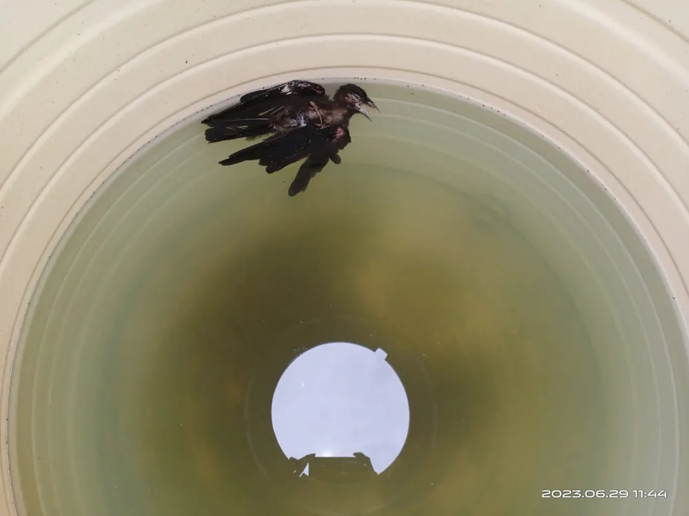 A dead bird recovered from an uncleaned overhead water tank
