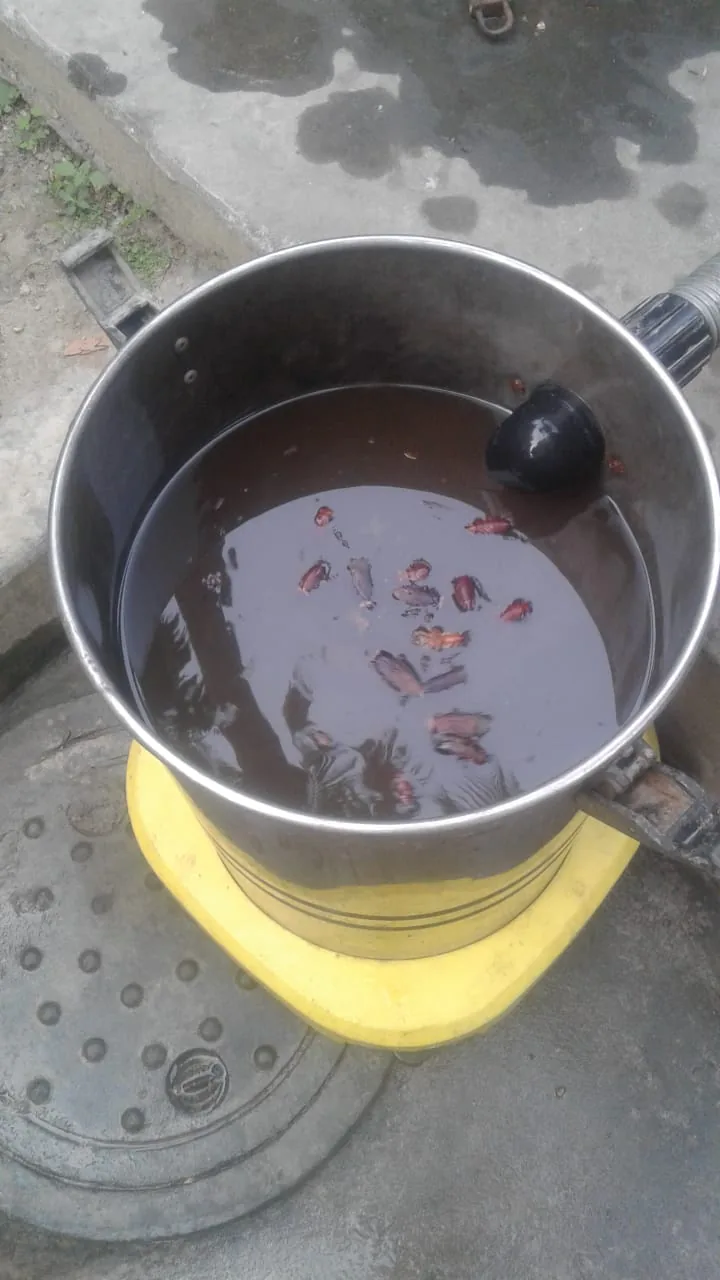 Dead insects found floating in contaminated tank water