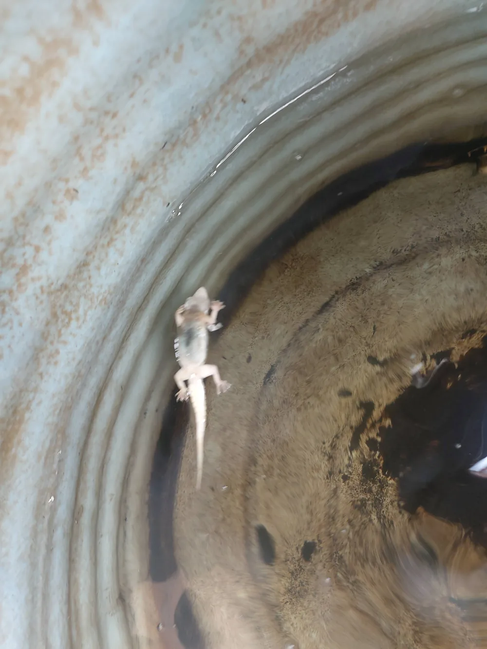 A small reptile found trapped inside a water tank